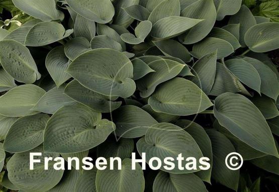 Hosta Halcyon